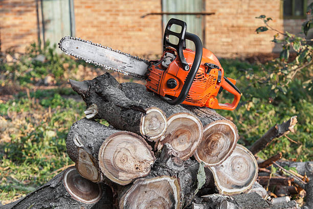 Professional Tree Service in Ridgeland, SC